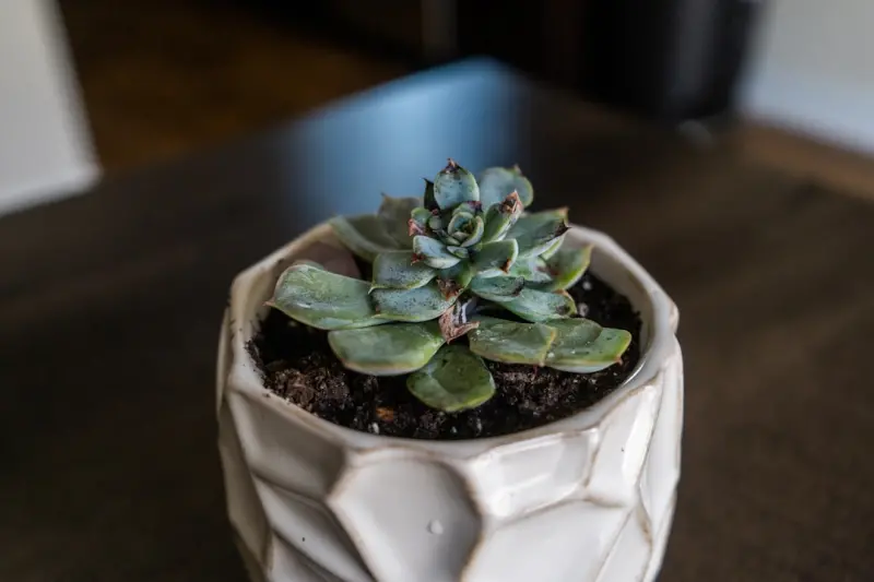 DIY Upcycled Planters: Turning Household Waste into Garden Art