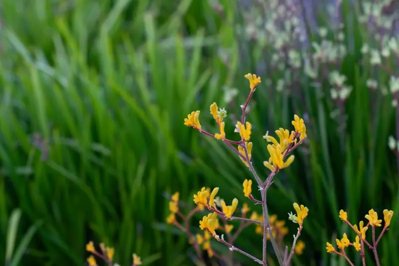 Low‑Maintenance Luxe: Designing a Native Garden That Thrives With Minimal Effort