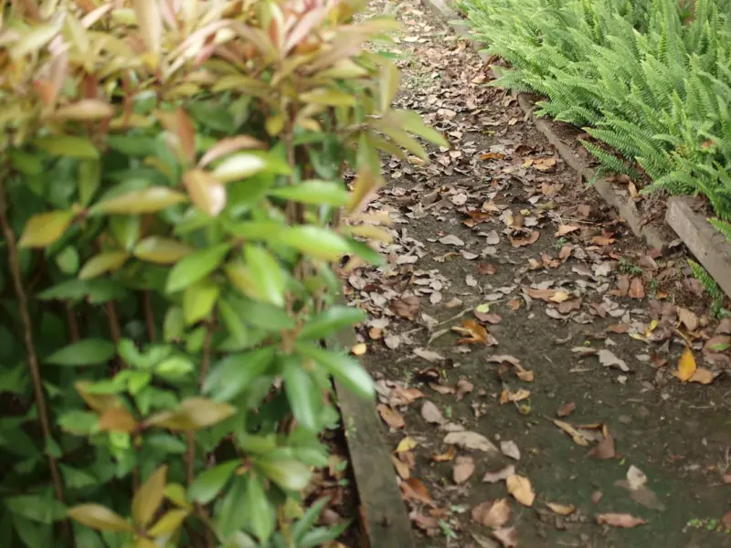 How to Build a Low‑Maintenance Edible Landscape That Feeds Your Family