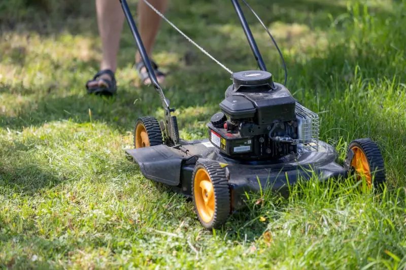 Why the No‑Mow Lawn Is the Next Big Thing for Sustainable Homeowners
