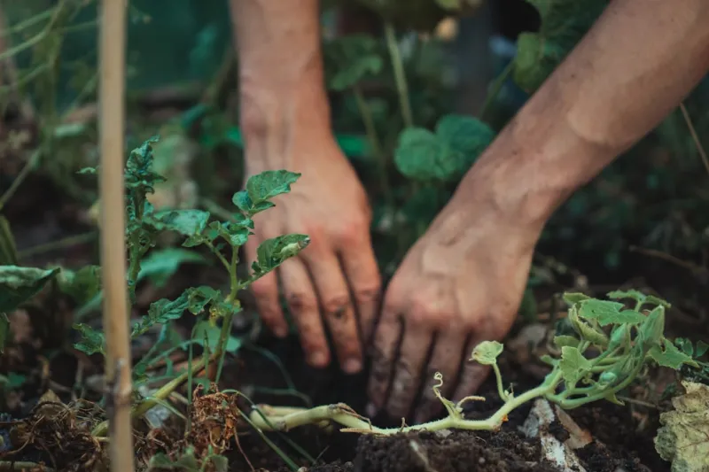 Cultivating Productivity: The Joy of Working From a Garden Desk Cultivating Productivity: The Joy of Working From a Garden Desk
