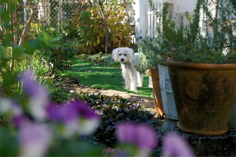 Designing a Pet‑Friendly Garden: Safety, Fun, and Style