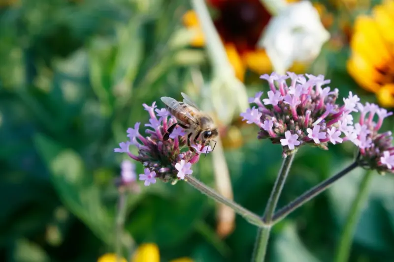 Cultivating a Pollinator‑First Garden: A Strategic Home Upgrade