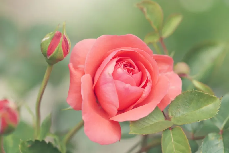 From Garden Soil to Office Success: How Rose DesRochers Is Redefining Home & Garden Living From Garden Soil to Office Success: How Rose DesRochers Is Redefining Home & Garden Living