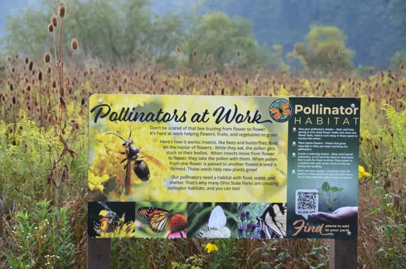Cultivating a Pollinator Highway: Transform Your Yard into a Wildlife Superhighway