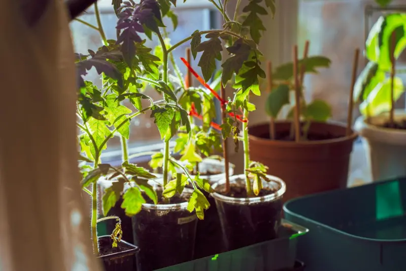 Nurturing Calm: How Indoor Gardens Transform Urban Living Spaces