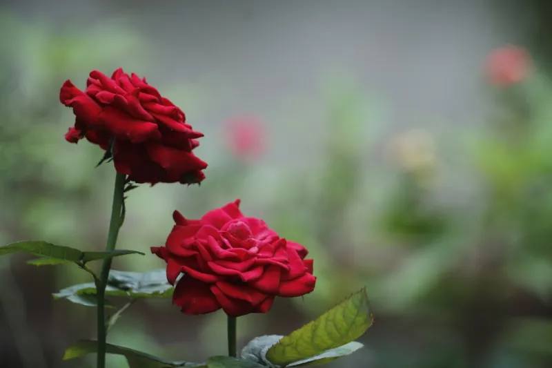 From Garden Soil to Office Success: Rose DesRochers Redefines Home & Garden Living