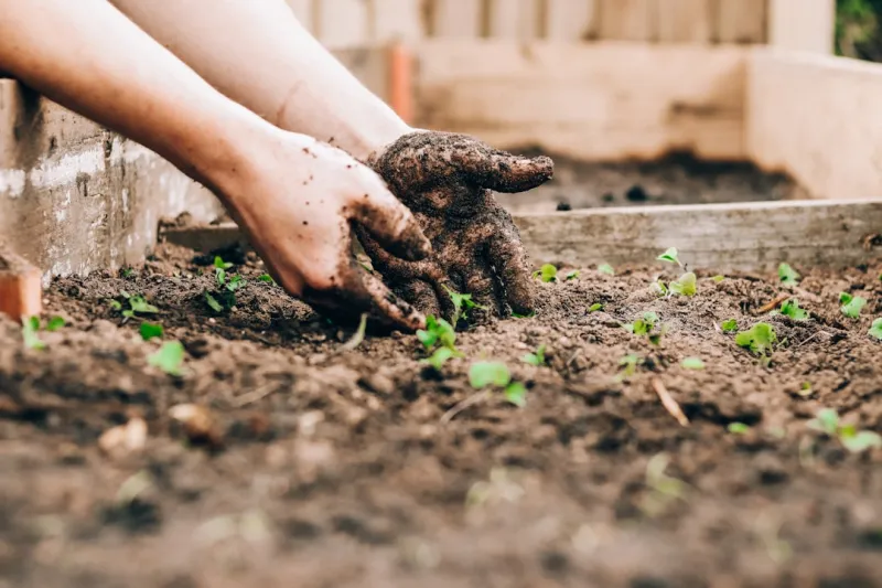 Cultivating Productivity: How My Garden Desk Redefined Home & Garden Living in 2026