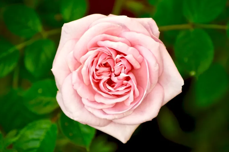 From My Garden Desk: Rose DesRochers on the New Era of Employment From My Garden Desk: Rose DesRochers on the New Era of Employment