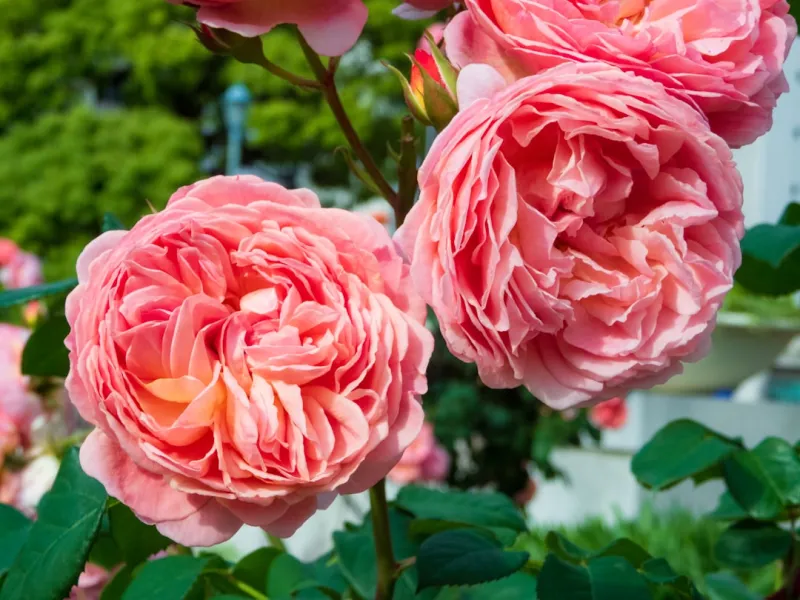 From My Garden Desk: Rose DesRochers on the New Era of Employment From My Garden Desk: Rose DesRochers on the New Era of Employment