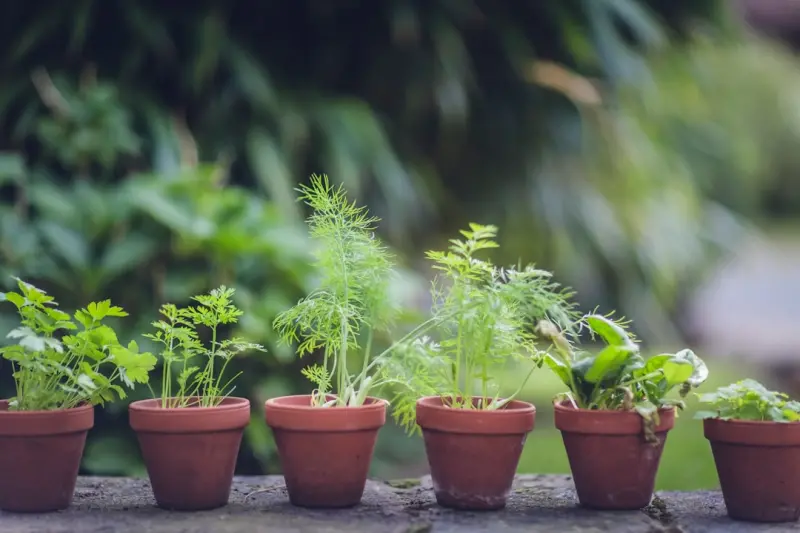 Cultivating a Healing Herb Garden for Home Wellness