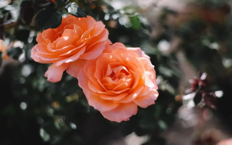 From Garden Soil to Office Success: Rose DesRochers Redefines Home & Garden Living