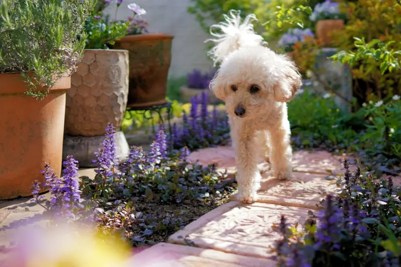Pet‑Friendly Garden Design: Style Meets Function for Your Furry Companions