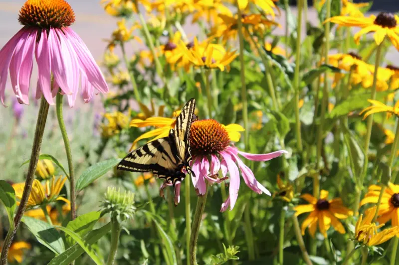 Backyard Biodiversity: A Practical Guide to Creating a Thriving Wildlife Habitat