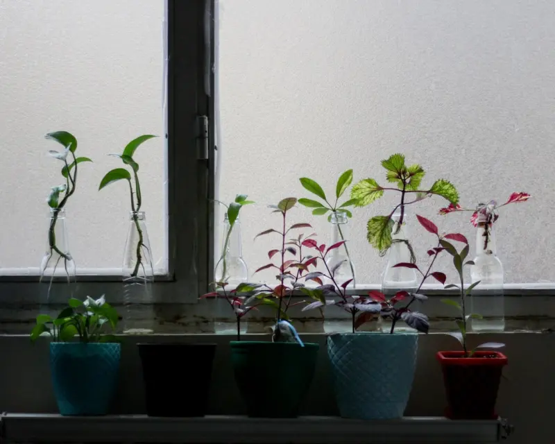 Cultivating Health From Your Window: The Science of Indoor Micro‑Gardening