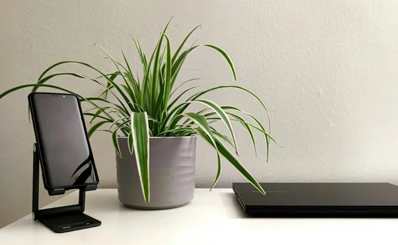 Cultivating Health: How Desk Plants Transform Your Well‑Being at Work