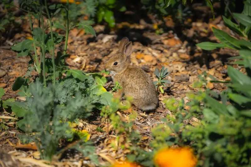 Turning Your Backyard into a Thriving Wildlife Corridor