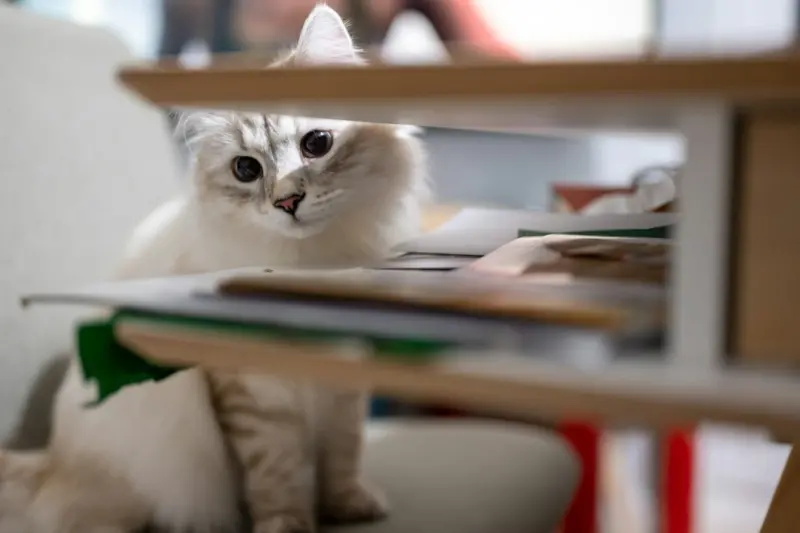 Playful Curiosity: Rewire Stress into Creativity