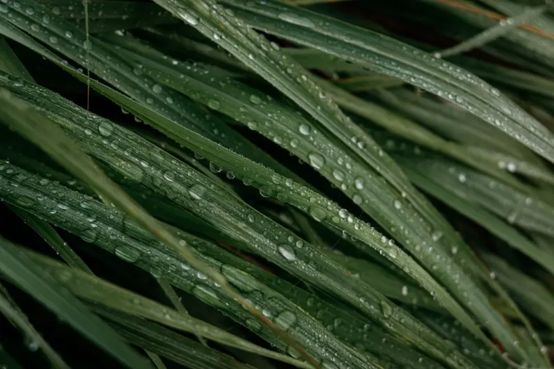 Transform Your Yard with a DIY Rain Garden: A Sustainable Beauty Boost Transform Your Yard with a DIY Rain Garden: A Sustainable Beauty Boost