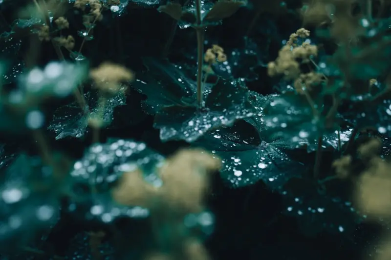 Designing a Rain Garden: Beauty, Function, and Climate Resilience