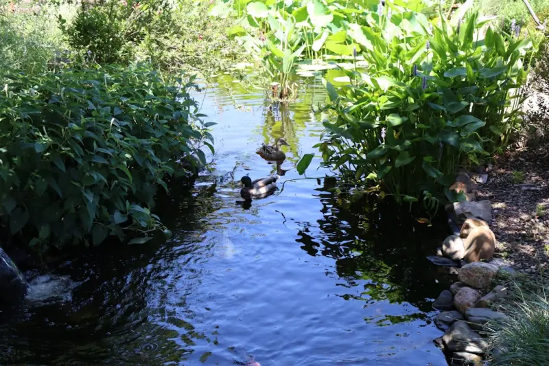 Cultivating a Backyard Wildlife Oasis: Simple Steps for Every Homeowner
