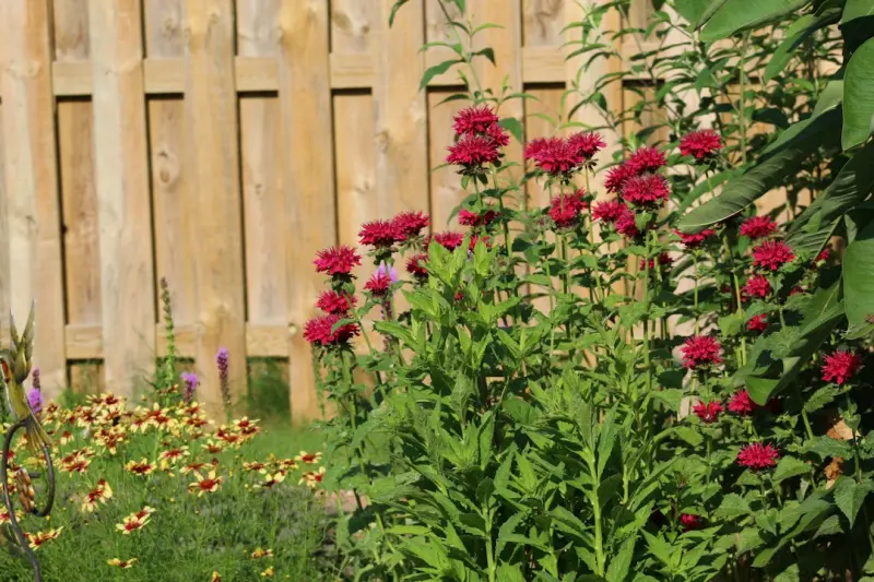 How to Create a Pollinator‑Friendly Garden That Thrives All Season