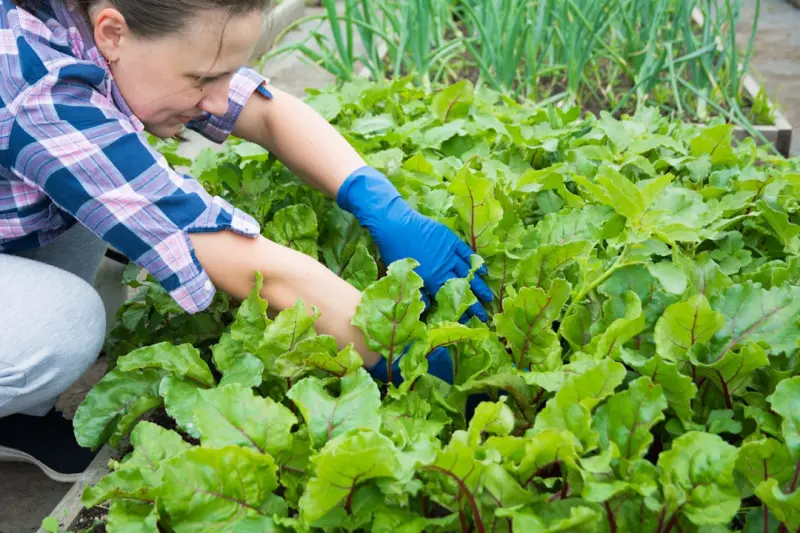 How to Grow a Backyard Micro‑Forest: A Hands‑On Blueprint