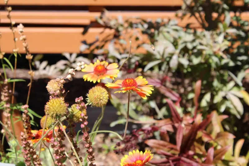 Designing a Low‑Maintenance Native Plant Garden that Attracts Pollinators