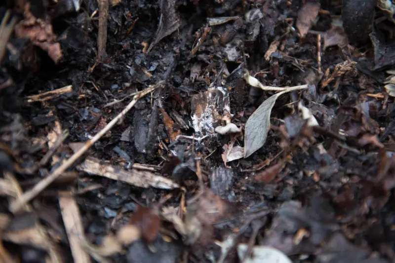 From Scraps to Soil: Mastering Compost for a Thriving Garden From Scraps to Soil: Mastering Compost for a Thriving Garden