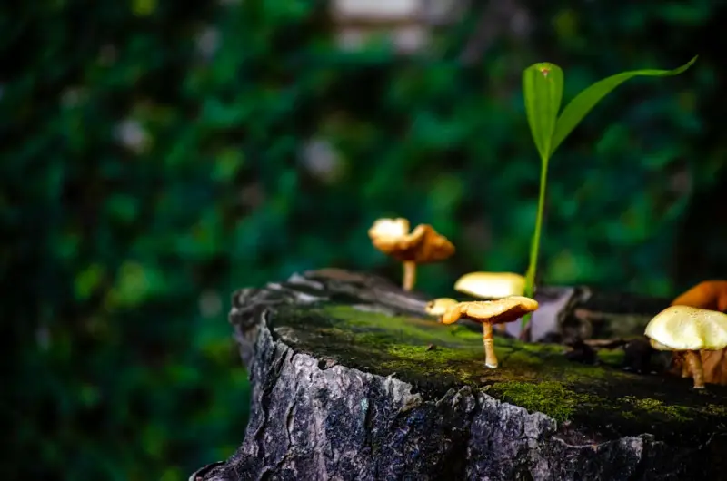 Nurturing Your Inner Ecosystem: A Fresh Take on Gut Health